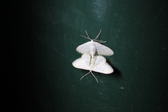 Idaea minuscularia