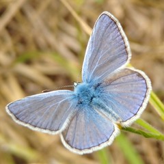Polyommatus icarus