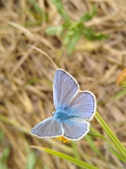 Polyommatus icarus