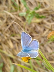 Polyommatus icarus