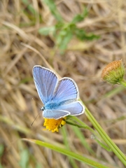 Polyommatus icarus