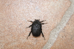 Protaetia opaca