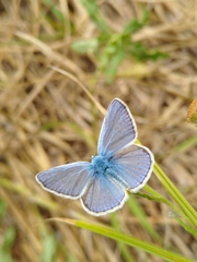 Polyommatus icarus