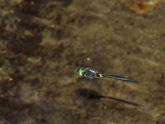 Somatochlora exuberata