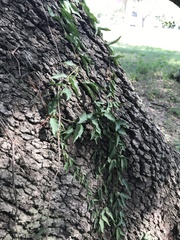 Bignonieae