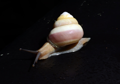 Satsuma