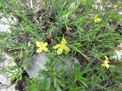 Menodora coulteri