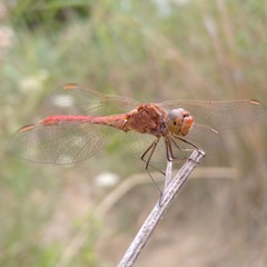 Sympetrum meridionale