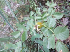 Rosa subbuschiana