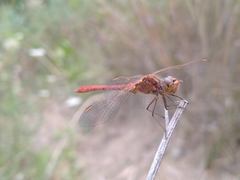 Sympetrum meridionale