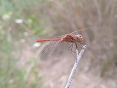 Sympetrum meridionale