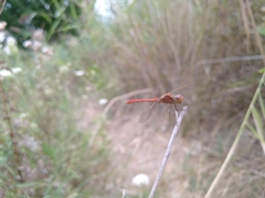 Sympetrum meridionale