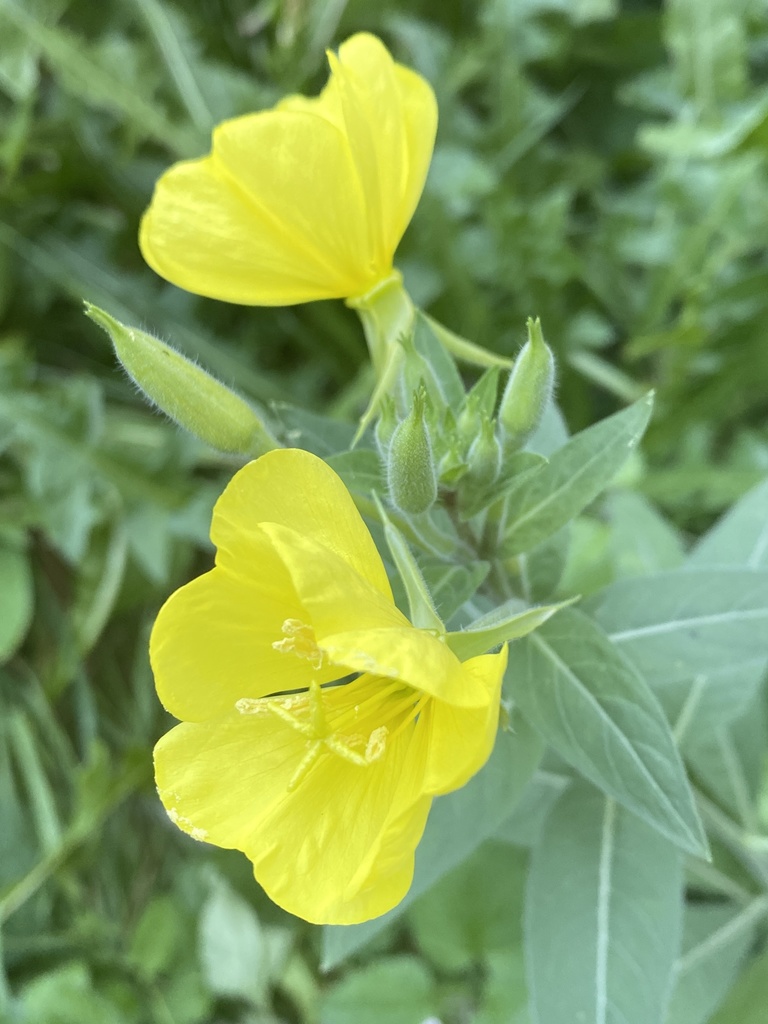 Oenothera biennis, SE 28th Pl, Portland, OR, US