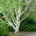 Betula utilis - Photo (c) Wendy Cutler, μερικά δικαιώματα διατηρούνται (CC BY)
