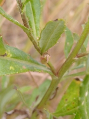 Oncocera semirubella