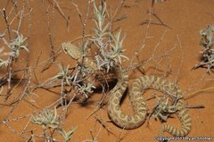 Crotalus oreganus concolor