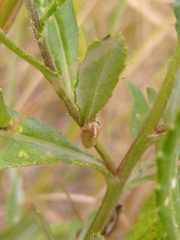 Oncocera semirubella