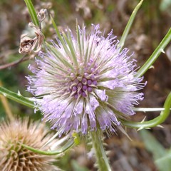 Dipsacus fullonum