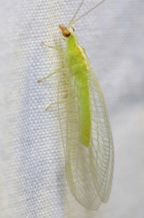 Chrysopodes