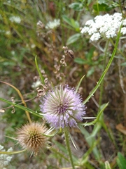 Dipsacus fullonum