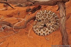 Crotalus oreganus concolor