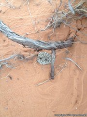 Crotalus oreganus concolor
