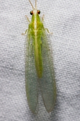 Chrysopodes