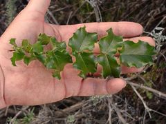 Berberis pinnata pinnata