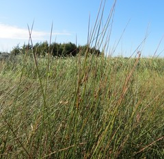 Juncus balticus littoralis