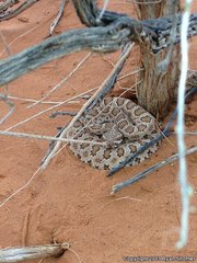Crotalus oreganus concolor