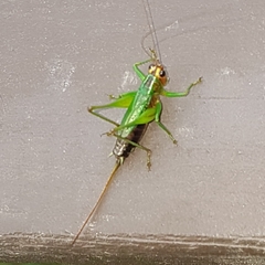 Conocephalus nigropleurum