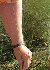 Juncus balticus littoralis