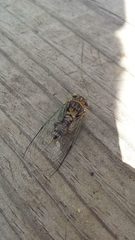 Diceroprocta vitripennis