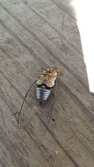 Diceroprocta vitripennis