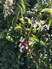 Cornus