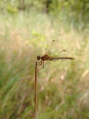 Sympetrum