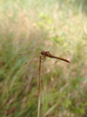 Sympetrum