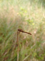 Sympetrum