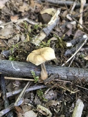 Lentinellus subaustralis