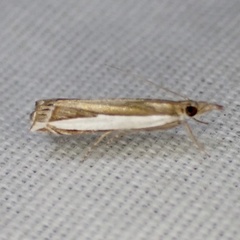 Crambus quinquareatus