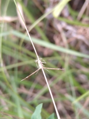 Pterophoridae