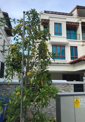 Pteleocarpa lamponga