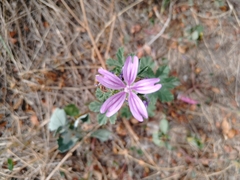 Malva sylvestris