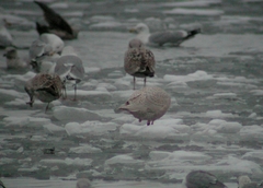 Larus hyperboreus