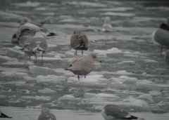 Larus hyperboreus