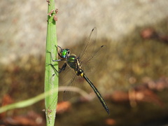 Somatochlora exuberata