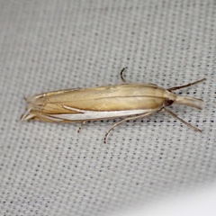 Crambus satrapellus
