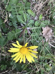 Arctotheca prostrata