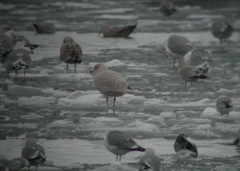 Larus hyperboreus