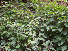 Actinidia arguta